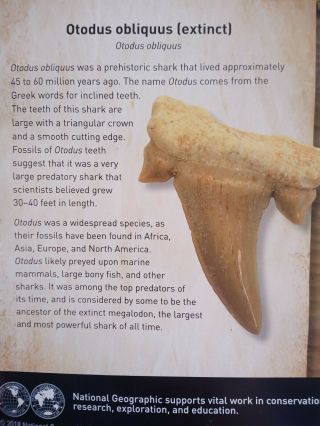 Large Fossil Sharks Tooth 2