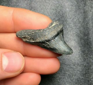 1.  53 " Giant Thresher Shark Tooth Teeth Fossil Sharks Necklace Jaws Jaw Meg