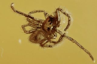 2 Tiny Spiders Araneae Fossil Inclusion Baltic Amber 210202 - 90,  Img