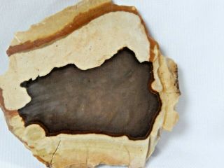 Petrified Wood With Agate Slab 1.  4 Oz.