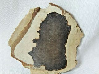 Petrified Wood with agate slab 1.  4 Oz. 2
