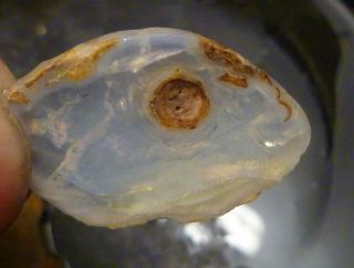 Virgin Valley Crystal Opal Petrified Wood Nevada 11.  3 Cts
