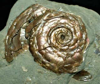 Subtly Iridescent Psiloceras Ammonite Fossil Somerset Uk Jurassic Ammolite Rocks