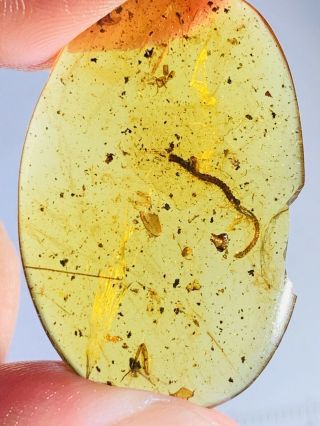 2.  75g Diplopoda Millipede Burmite Myanmar Burma Amber Insect Fossil Dinosaur Age