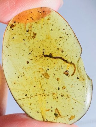 2.  75g Diplopoda millipede Burmite Myanmar Burma Amber insect fossil dinosaur age 2