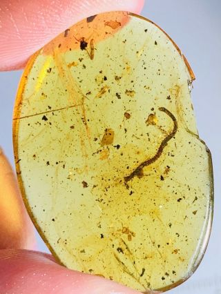 2.  75g Diplopoda millipede Burmite Myanmar Burma Amber insect fossil dinosaur age 3