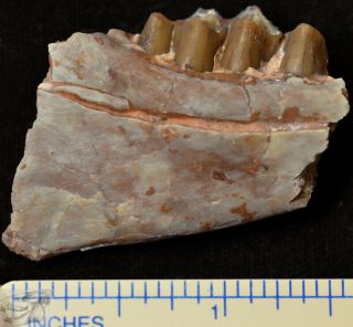Early Camel Jaw Section,  Poebrotherium Fossil,  Badlands South Dakota,  Oligo P312