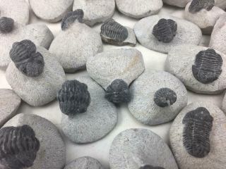 Sweet Gerastos (proetus) Trilobite Fossil From Morocco (s12)