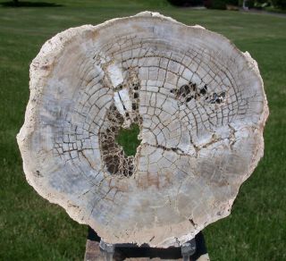 Sis: Curiously Light Breccia Polished Argentina Petrified Wood Round