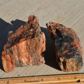 Natural Petrified Wood Fossil Limb Cast Wood Grain Jasper Arizona 2 Pc 1lb 4oz