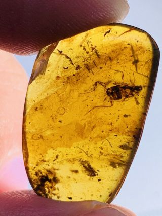 1.  68g Roach Larva Burmite Myanmar Burmese Amber Insect Fossil Dinosaur Age