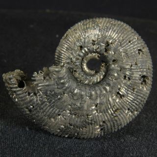 4.  1cm/1.  6in Pyritized Ammonite Kosmoceras Jurassic Callovian Russia Fossils