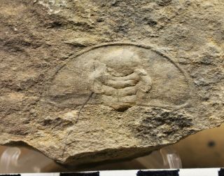 Rare Olenellus Species Trilobite Fossil,  Lower Cambrian Of Canada