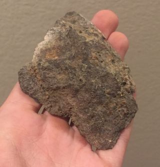Utah Fossil Dinosaur Bone Slab Jurassic 3.  5” Polished Fossil 2.  5 Oz Great Color 2