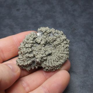 58mm Pleuroceras AMMONITE Pyrite Germany Fossil fossilien Mollusk Golden 2