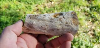 Petrified wood Limb Nevada u.  v.  reactive polished 3