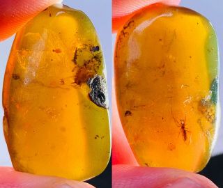 2.  92g Big Roach&spider Burmite Myanmar Burmese Amber Insect Fossil Dinosaur Age