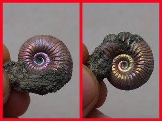 28mm Vertumniceras Pyrite Ammonite Fossils Fossilien Russia Pendant Nacre