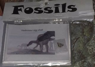 Real Authentic Dinosaur Hadrosaur Egg Shell Fossil In Display Case