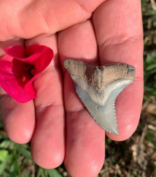 Bone Valley - Blue Hemipristis Shark Tooth - 1.  59 In.  - Real Fossil - Fl