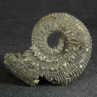 3.  6cm/1.  4in Pyritized Ammonite Kosmoceras Jurassic Callovian Fossil Russia