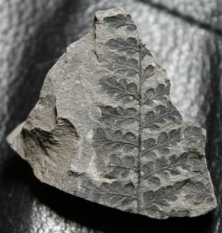 310 million years ago Carboniferous fossil plant - Sphenopteris 2