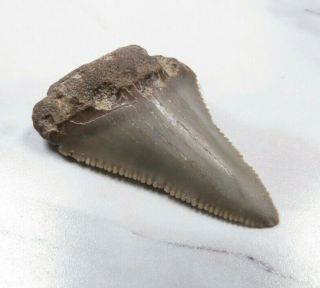 Fossil Megalodon Angustidens Shark Tooth,  1 3/16 Inches Not Restored Bag 18