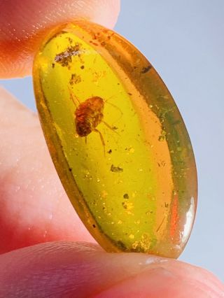 1.  34g Roach Larva Burmite Myanmar Burmese Amber Insect Fossil Dinosaur Age
