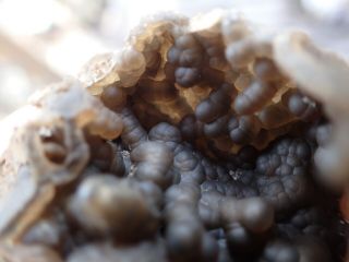 Fossil Oyster Shell Geode Botryoidal Florida Rare Marine Specimen O8