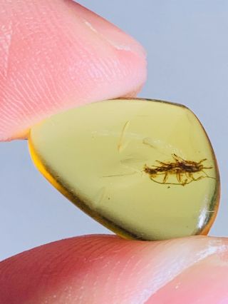 0.  6g Unique Roach Larva Burmite Myanmar Burmese Amber Insect Fossil Dinosaur Age