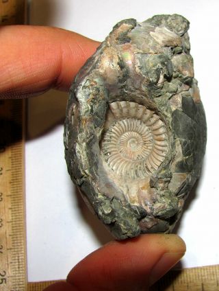 Ammonite Cadoceras.  Russia,  2,  7 Inches.