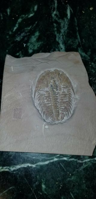 Modocia Typicalis Trilobite