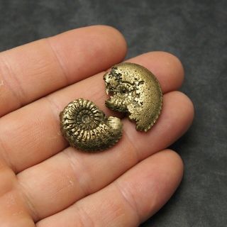 2x Amaltheus 24 - 27mm Ammonite Pyrite Mineral Fossil Fossilien Ammoniten France