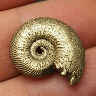 24mm Quenstedtoceras Pyrite Ammonite Fossils Fossilien Russia Golden