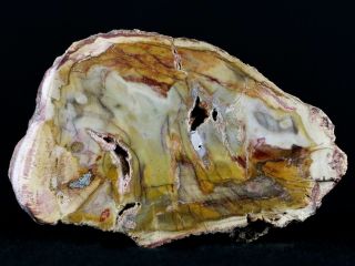2.  5 " Fossilized Polished Petrified Wood Branch Madagascar 66 - 225 Million Yrs Old