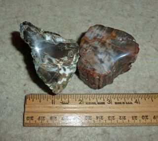2 Green Hampton Butte Petrified Wood Small Display Specimen One End Polished