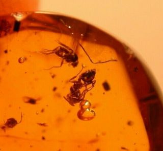 Worker Ant With Phorid Fly In Authentic Dominican Amber Fossil Gemstone