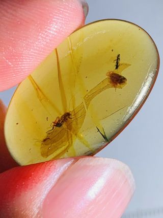 1.  21g Beetle&cicada&roach Burmite Myanmar Burma Amber Insect Fossil Dinosaur Age