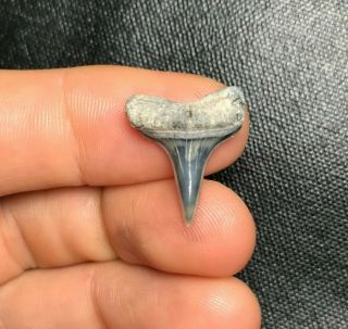 Rare 0.  79 " Lee Creek Aurora Mako Shark Tooth Teeth Fossil Sharks Necklace Jaws