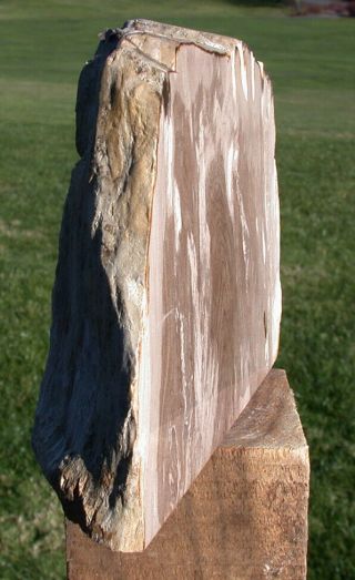 SiS: Beautifully Polished 2.  6 lb.  Petrified Wood Standup Sculpture - McDermitt OR 2