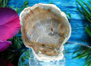 Petrified Wood Complete Round Slab W/bark Delicate Grey Gold Oyster - Shell