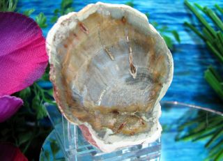 Petrified Wood COMPLETE ROUND Slab w/Bark Delicate GREY GOLD OYSTER - SHELL 2
