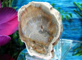 Petrified Wood COMPLETE ROUND Slab w/Bark Delicate GREY GOLD OYSTER - SHELL 3