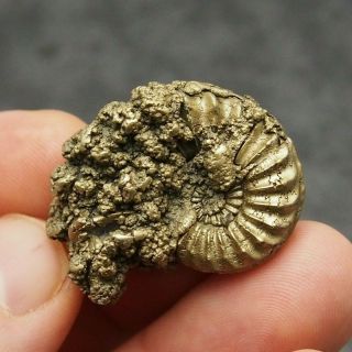33mm Pleuroceras Ammonite Pyrite Germany Fossil Fossilien Mollusk Golden