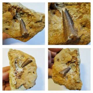 C9 - Great 1.  10  Spinosaurus Dinosaur Tooth In Natural Matrix Cretaceous Kemkem