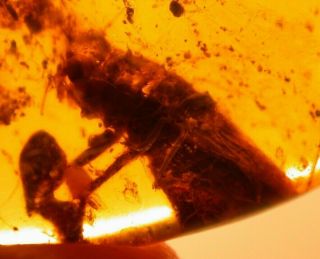 Giant,  Partial Cricket? In Burmite Amber Fossil Gemstone Dinosaur Age