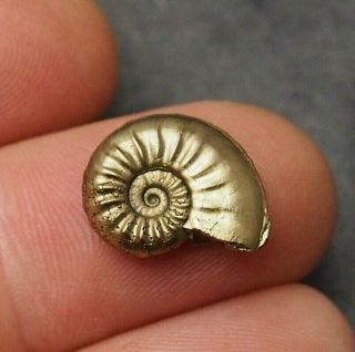 16mm Ammonite Amaltheus Pyrite Mineral Fossil Fossilien Ammoniten France