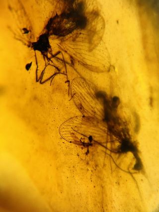 Neuroptera Fly Lacewings Nest Burmite Myanmar Amber Insect Fossil Dinosaur Age
