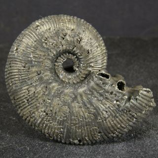 4.  4cm/1.  7in Rare Pyritized Ammonite Kosmoceras Jurassic Callovian Fossil Russia