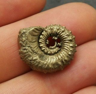 24mm Kosmoceras Pyrite Ammonite Fossils Fossilien Russia Pendant Gold